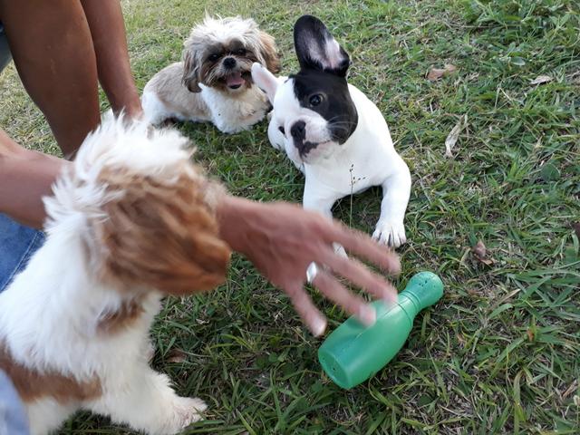 Macho de shihtzu pra cruza - Foto 3