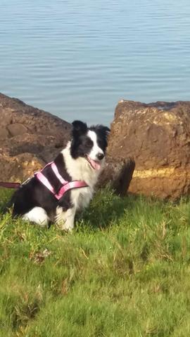 Border collie - Foto 6