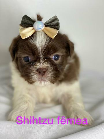 Lindíssimos filhotes de SHIH TZU fêmea!!!!!
