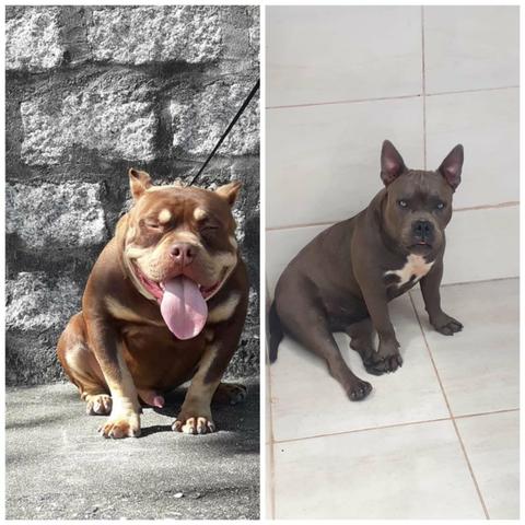 American Bully - Foto 2