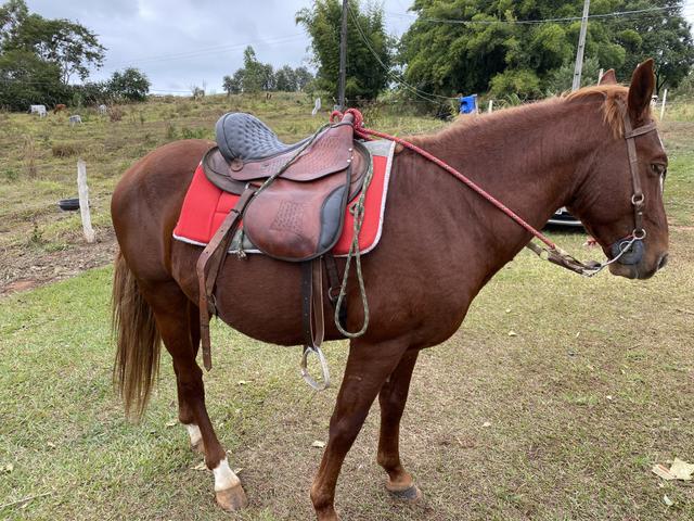 Cavalo inteiro - Foto 3