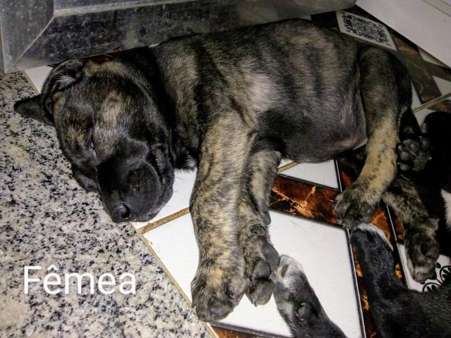 Dog alemão - Foto 2