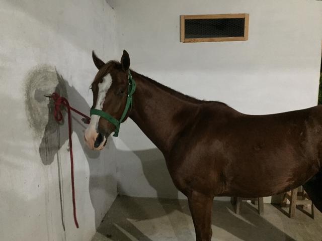 Potro sem papel 2.5 de idade muito lindo - Foto 2
