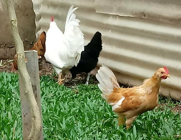 Frango Garnizé Modelado de quase 3 meses - Foto 4