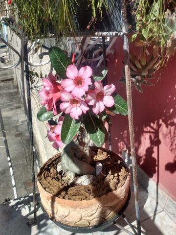 Rosa do Deserto - Foto 2