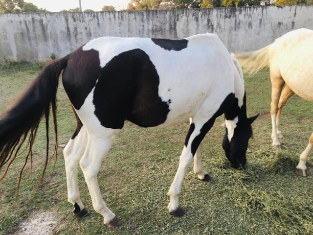 Vendo cavalo pampa