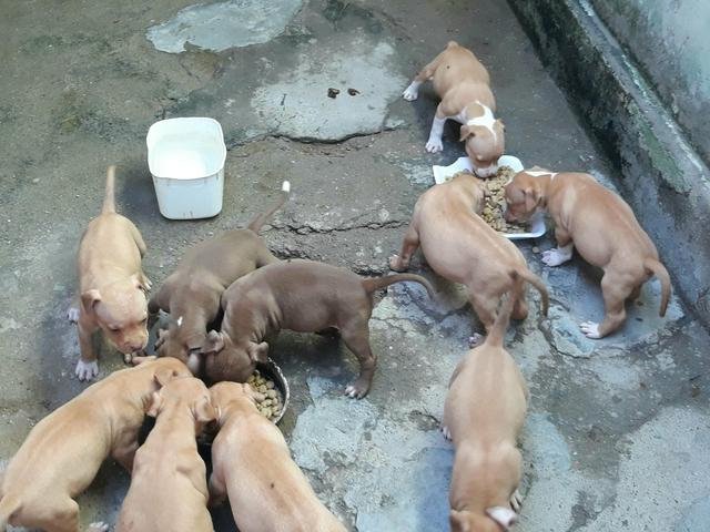 )filhote marrom pit monster (trocas)