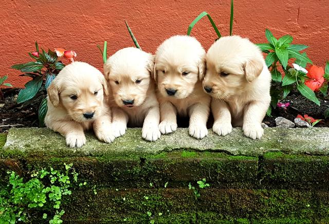 Filhotes Golden Retrivier