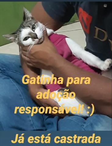 Gatinha adoção já castrada
