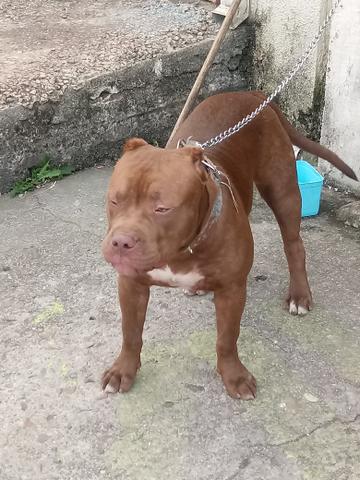 Vendo um pitbull - Foto 2