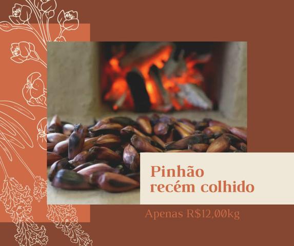 Pinhão novo