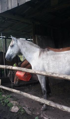 Tordilho negro