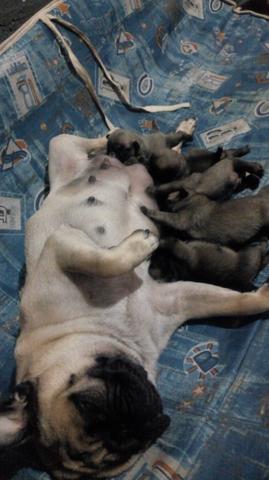 Vendo filhotes de Pug - Foto 4