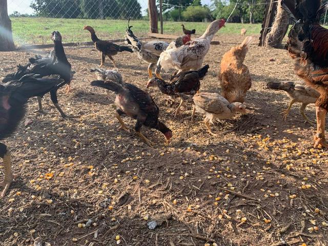 Vendo frango e galinha caipira original já picados - Foto 4
