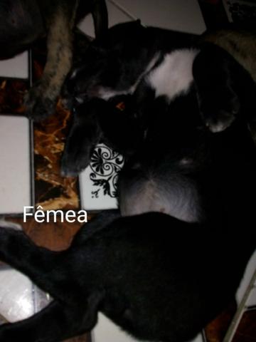 Dog alemão - Foto 3