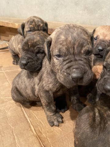 Fila Brasileiro BARBADA - Foto 3