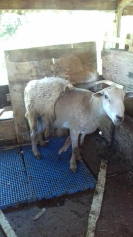 2 Carneiros macho produtores - Foto 2