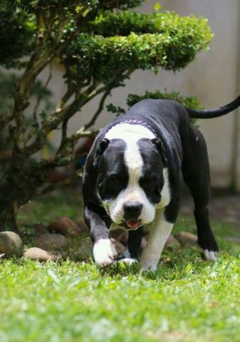 Cruza "Canil Forbeck's bull kennel"