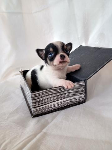 Chihuahua