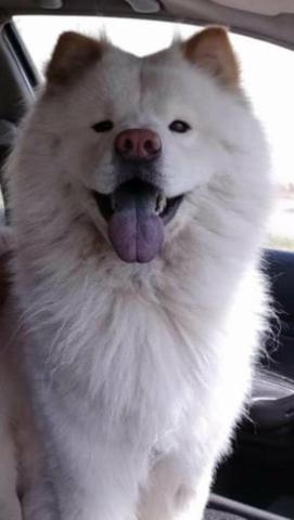 Chow Chow brancos - Foto 5