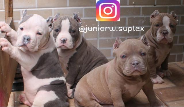 American Bully