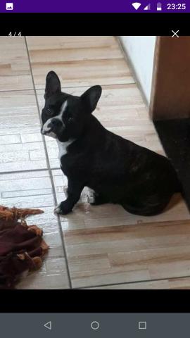 Buldog frances