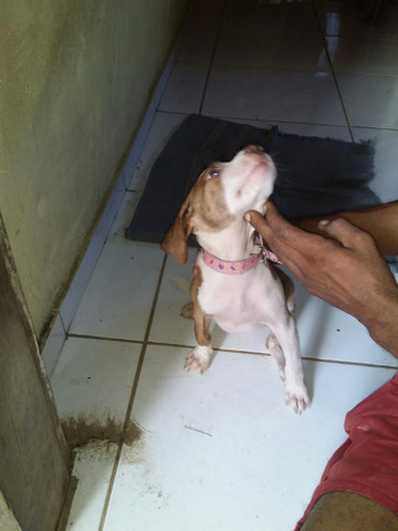 Vendo filhote de pitibu