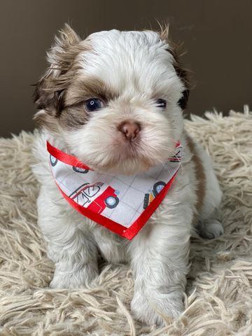 Shihtzu Macho Ja vacinado e vermifugado bb com 45 dias - Foto 2