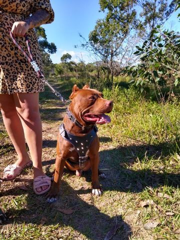 Pitbull procura namorada