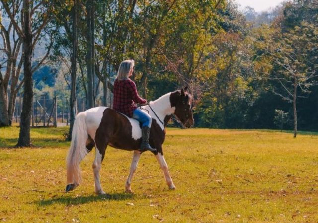Lindo cavalo Tubiano