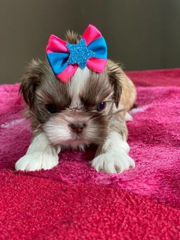 Shihtzu Fêmea com garantia de pureza e vida em contrato ja vacinado - Foto 3