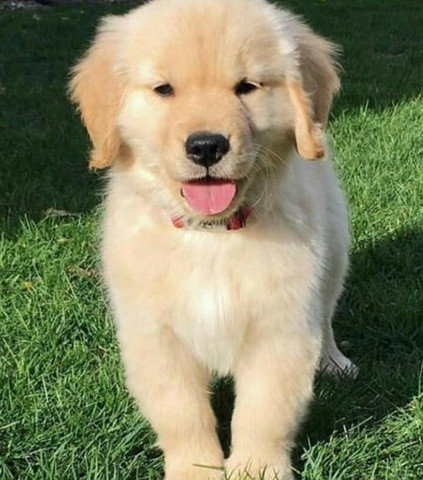 Filhote golden retriever olx Clearance