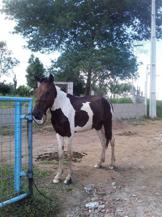 Cavalo 