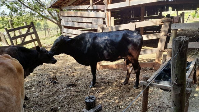 Vendo vaca 1 cria