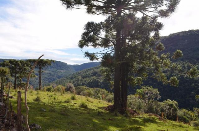 Sítio à venda, morro redondo, gramado. - Foto 3