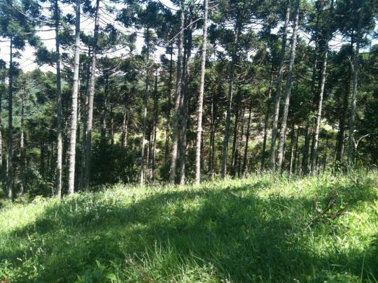 Terreno à venda, 800 m² por r$ 478.800,00 - condomínio aspen mountain - gramado/rs - Foto 4