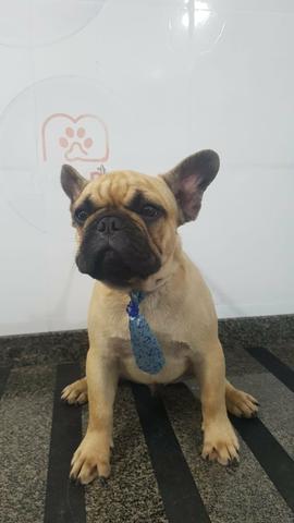 Bulldog francês