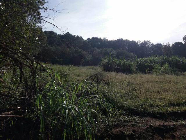 Chácara em Agudos do sul - Foto 5