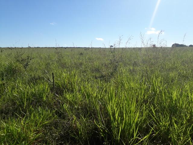 Fazenda de 785 hectares em Rosário Oeste MT