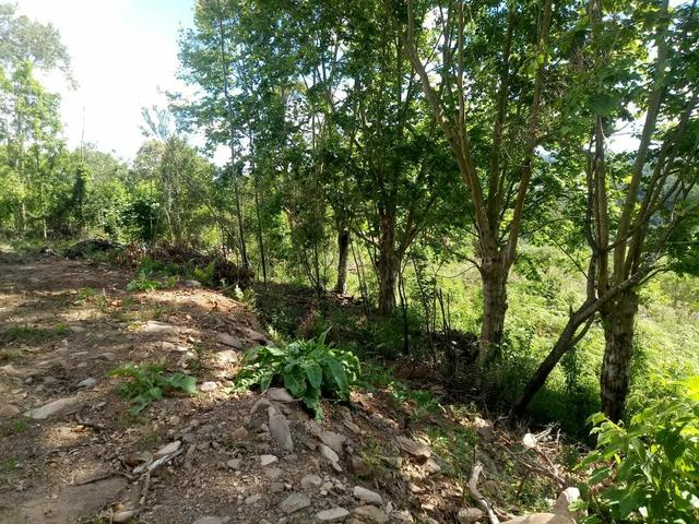 Terreno no Vale dos Vinhedos - Foto 13