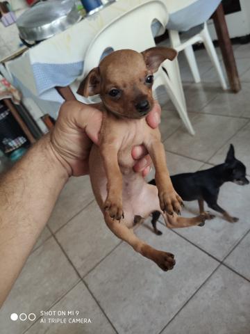 Vendo Pinscher