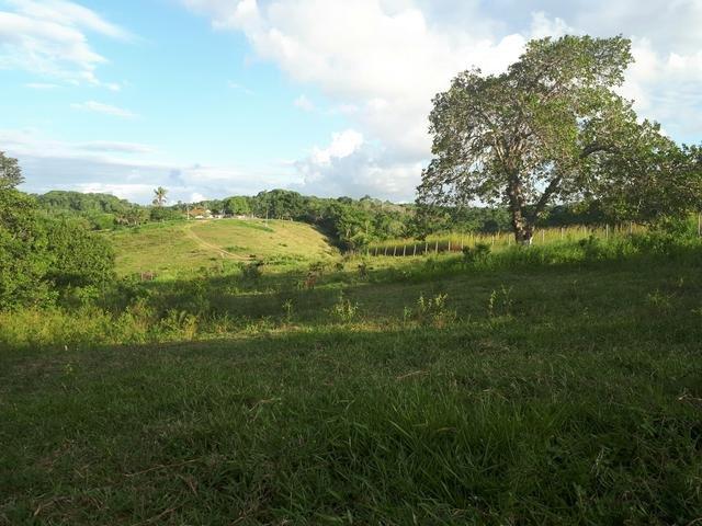 Sítio com 11.67 hectares em Igarassu/PE - Foto 7
