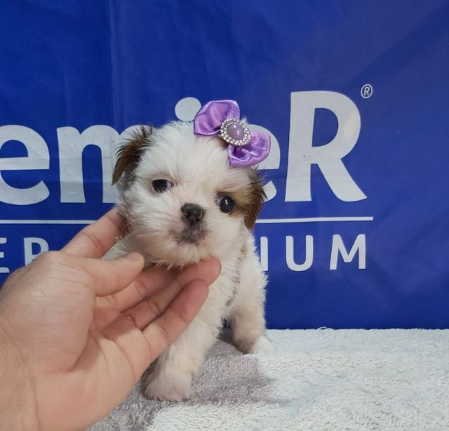 Shihtzu Fêmea Parcelamos em ate 12x ja vacinada - Foto 4