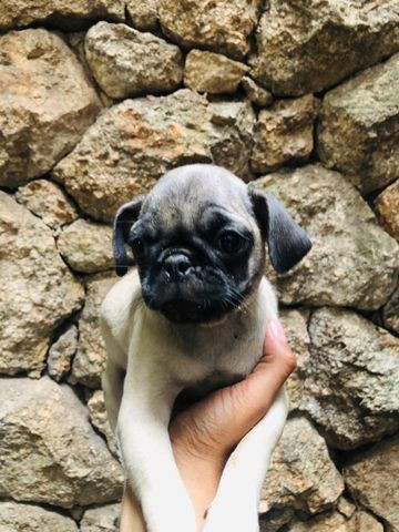 Fofo filhote te pug preto - Foto 2
