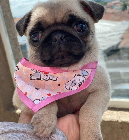 Pug Fêmea Na promoção ja vacinada e vermifugada venha conferir