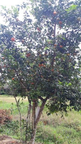 Terreno perto de tudo, comércio, praias, escolas , cachoeiras.