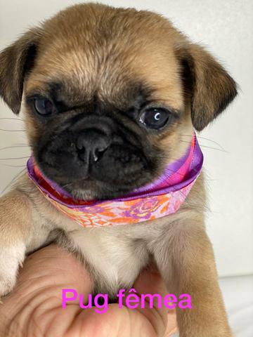 Pug lindíssimos filhotes !!!!