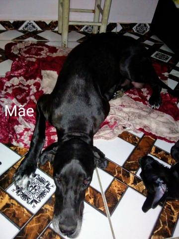 Dog alemão - Foto 6