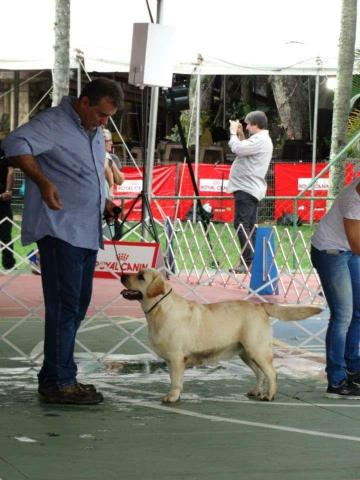 Labrador alto padrao - Foto 3