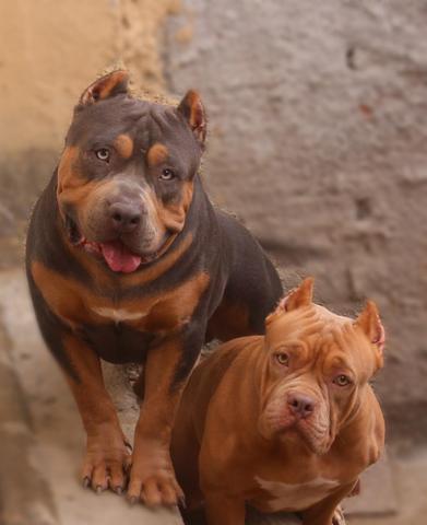 American Bully - Foto 6